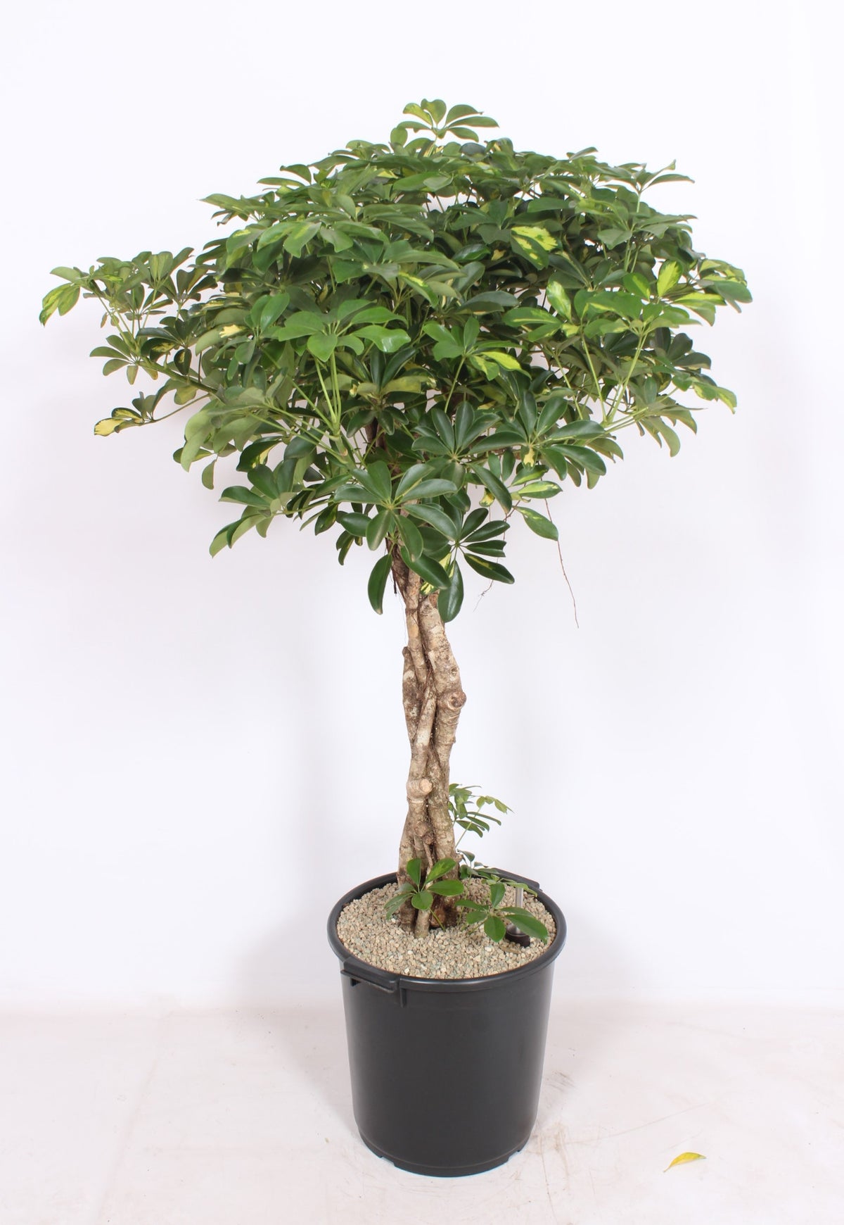 Schefflera Compacta 160cm 40cm Pot