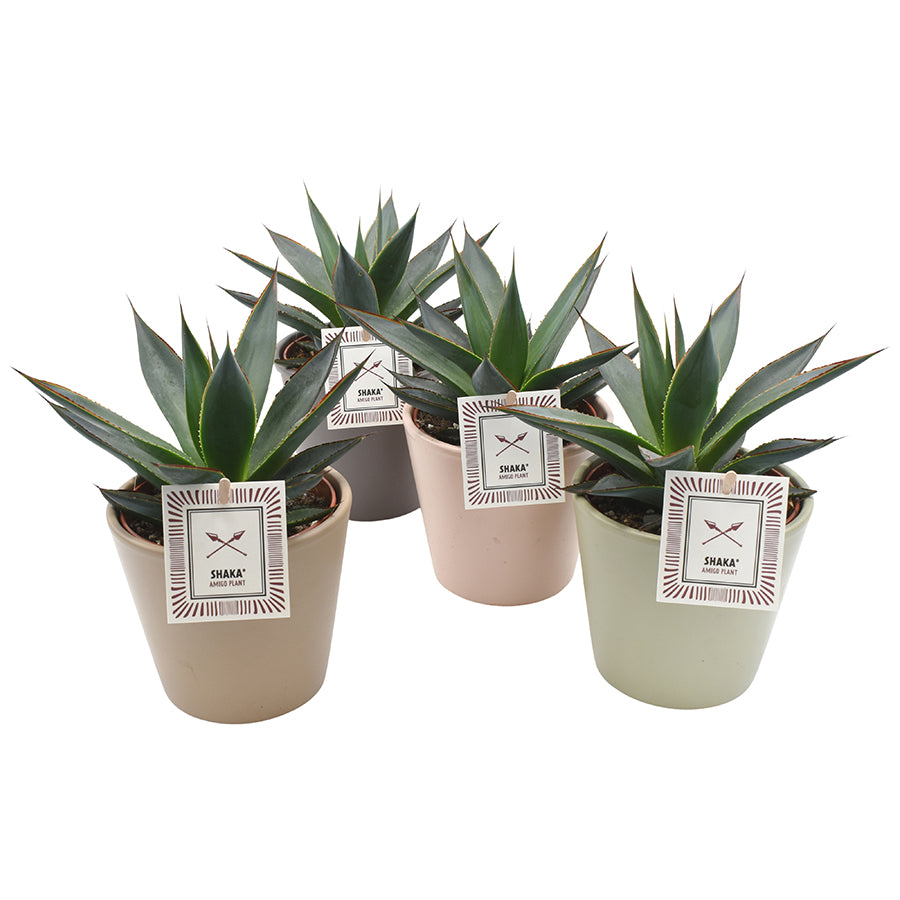 Agave Shaka Zulu 17cm 13cm Pot