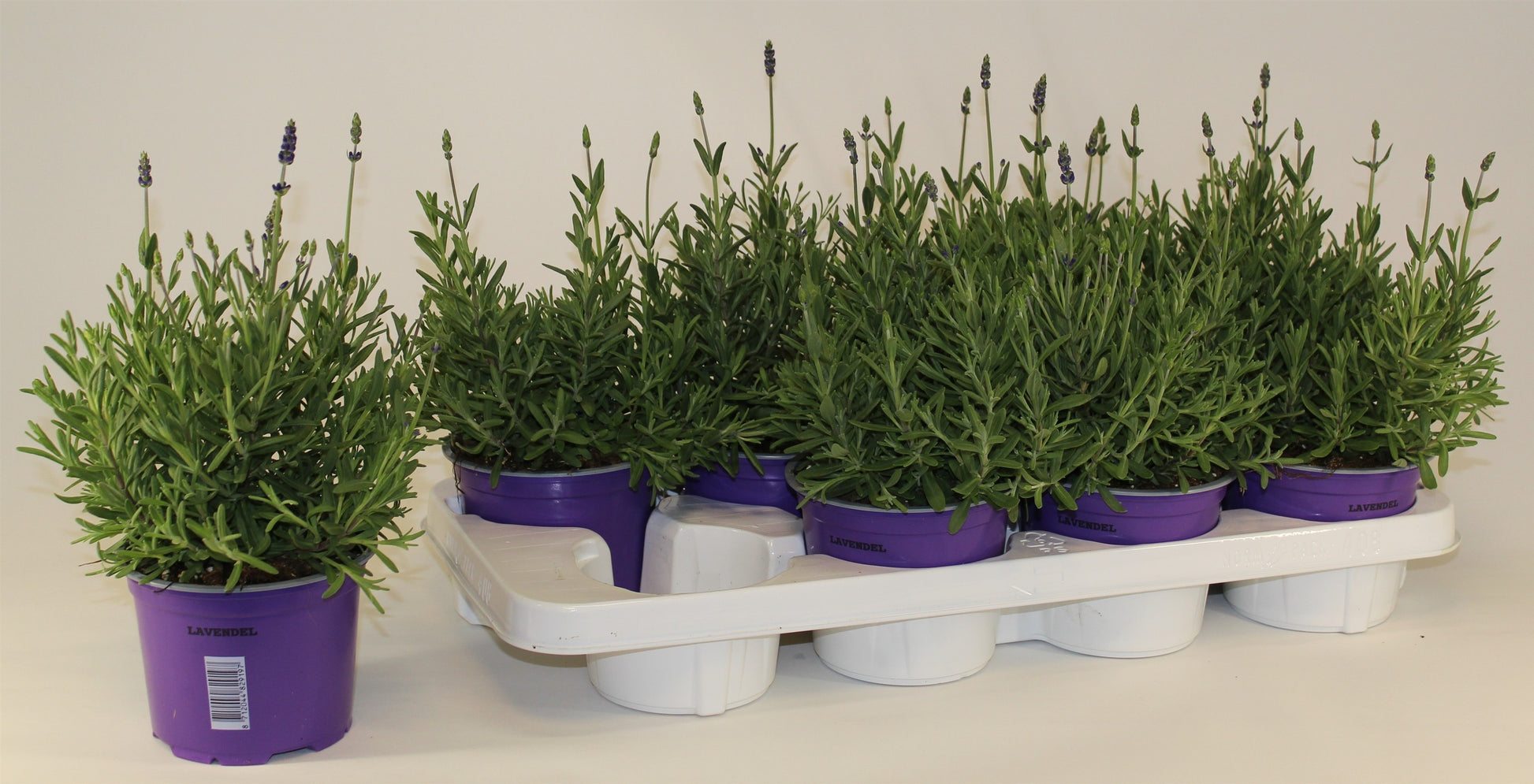 Lavandula Hidcote 35cm 13cm Pot