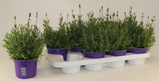 Lavandula Hidcote 35cm 13cm Pot