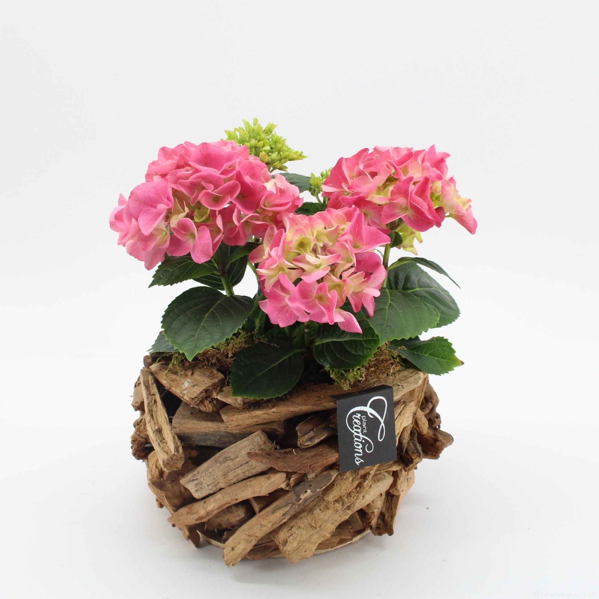 Hydrangea arrangement 30cm 20cm Pot