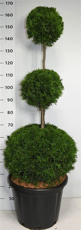 Thuja occidentalis Smaragd 165cm 40cm Pot
