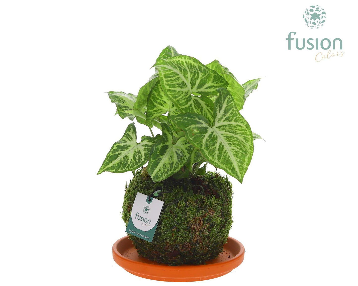 Terracotta schotel met Mosbollen en Syngonium 24 uur levertijd 29cm 20cm Pot