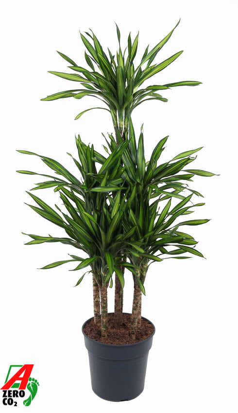 Dracaena frag. Riki 140cm 31cm Pot
