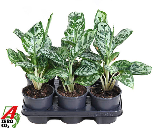 Aglaonema Hybrid 40cm 13cm Pot