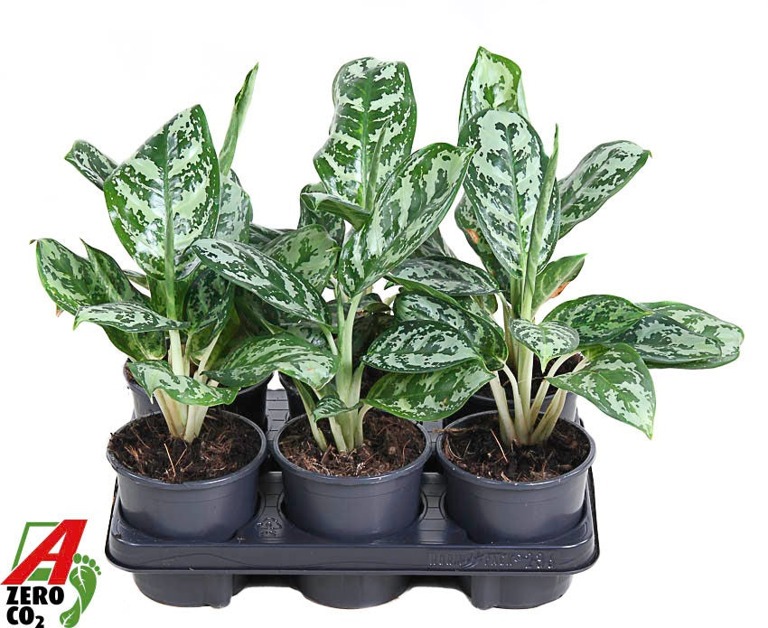 Aglaonema Hybrid 40cm 13cm Pot