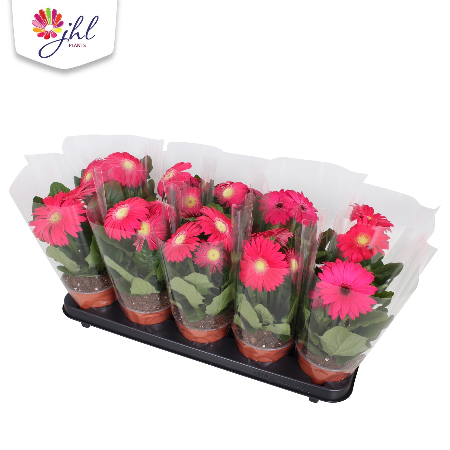 Gerbera Colourgame pink 30cm 12cm Pot