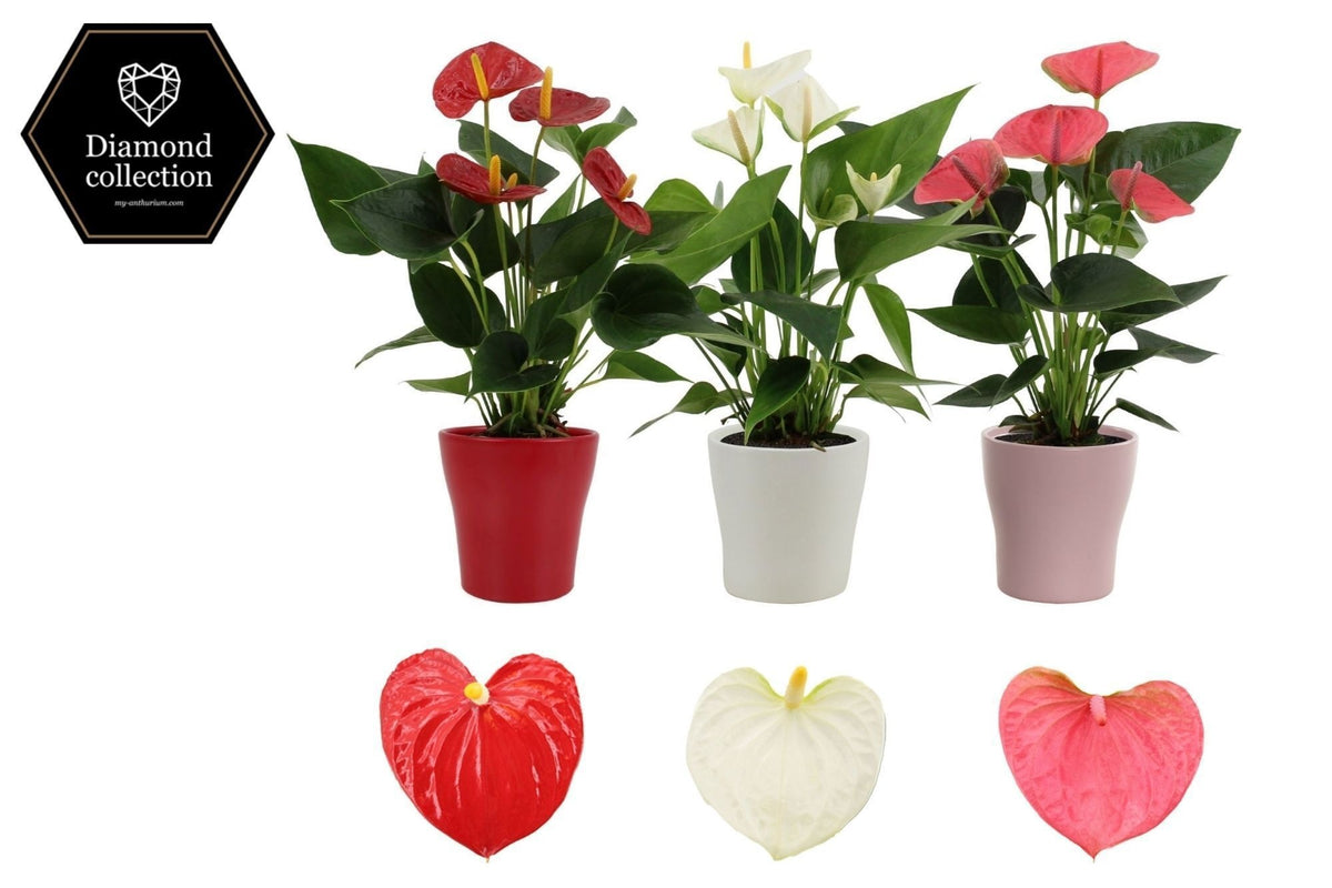 Anthurium mix 40cm 12cm Pot