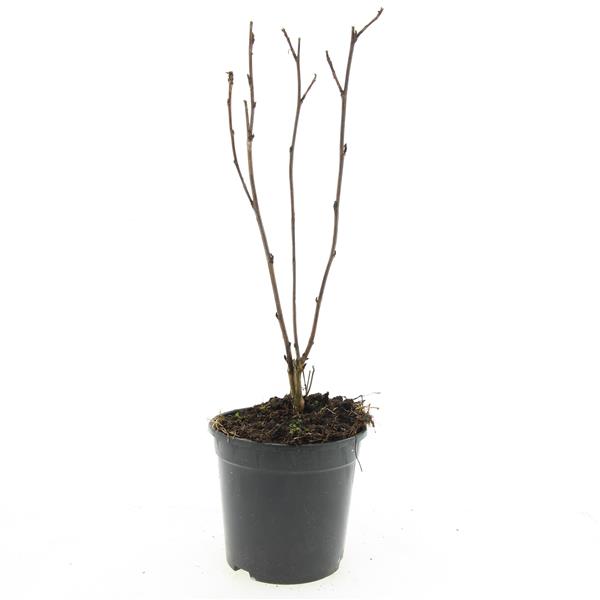 Physocarpus Diabolo 10cm 14cm Pot