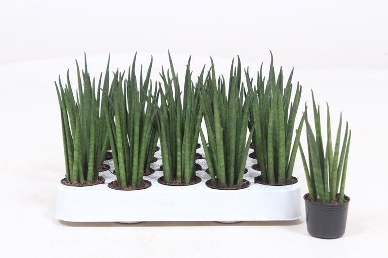 Sansevieria bacularis 12cm 4cm Pot