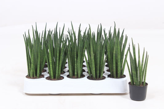 Sansevieria bacularis 12cm 4cm Pot