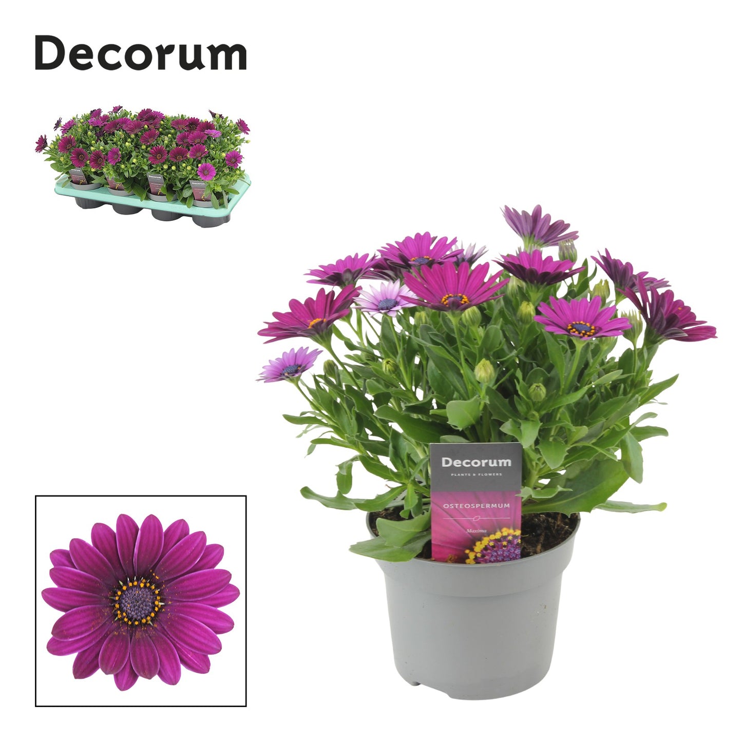 Osteospermum Tradewinds Deep Purple 25cm 12cm Pot
