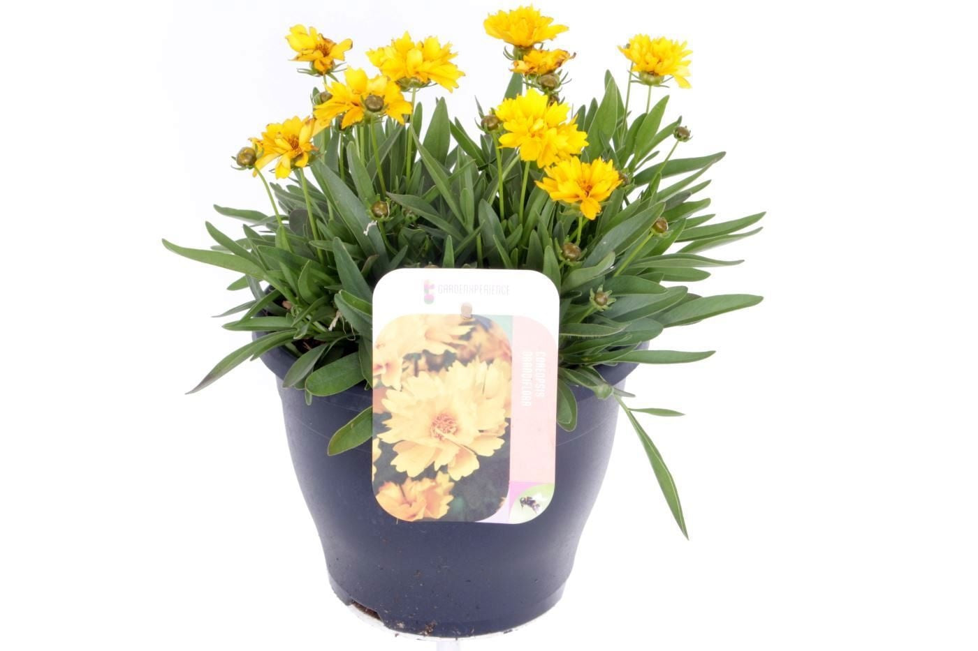 Coreopsis grand. Illico 35cm 23cm Pot