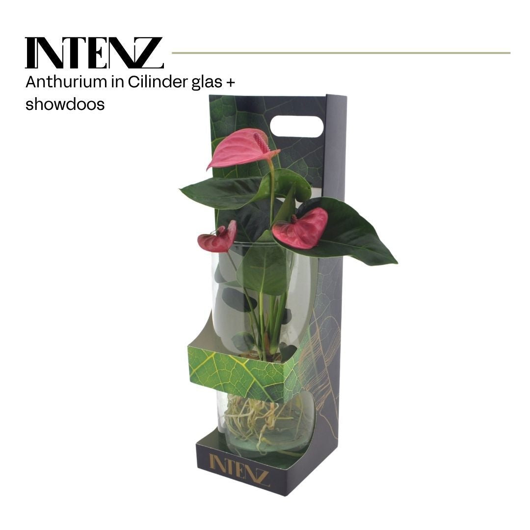 Foliage houseplants mix 45cm 12cm Pot