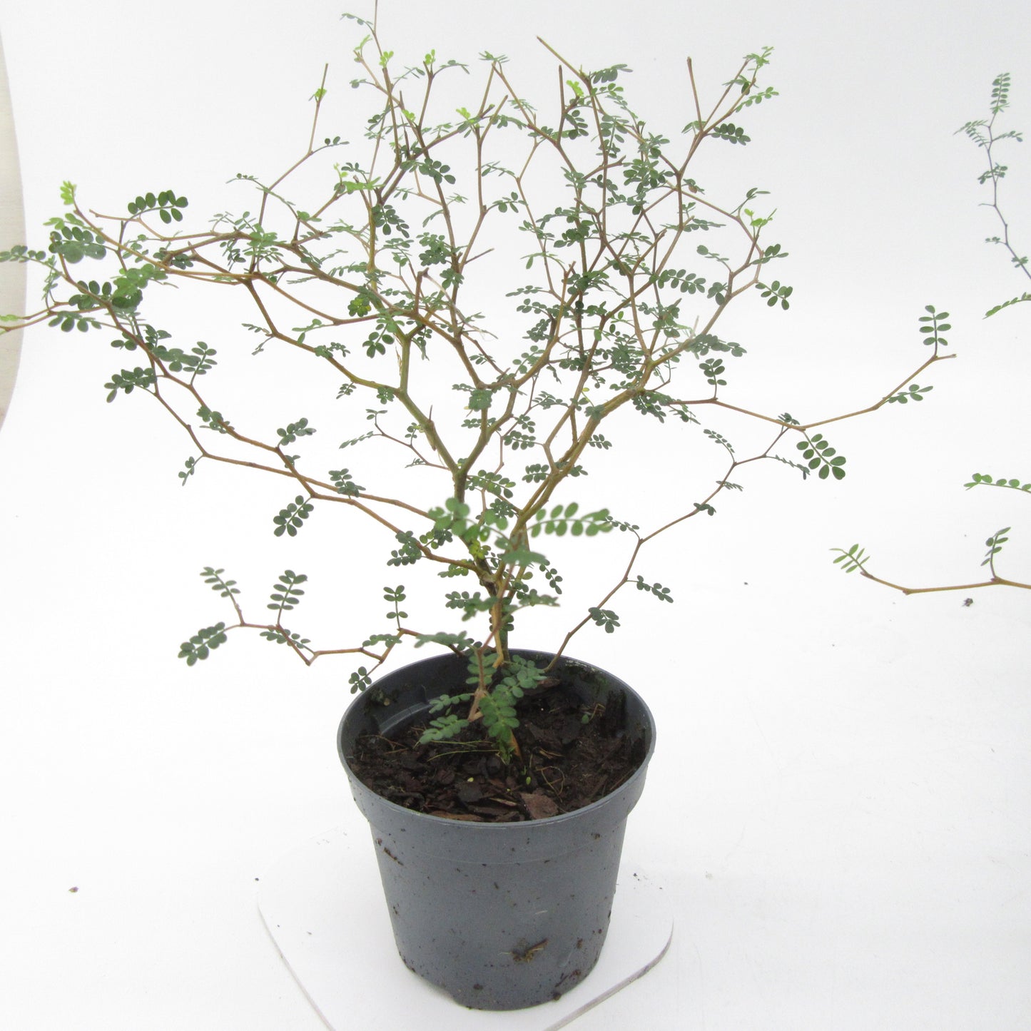 Sophora pros. Little Baby 20cm 9cm Pot