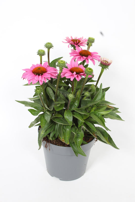 Echinacea Sombrero Rose 45cm 17cm Pot