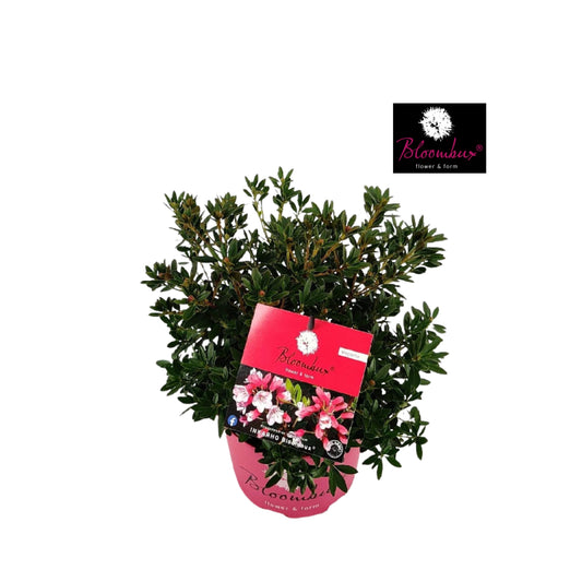 Rhododendron hippophaeoides 35cm 17cm Pot