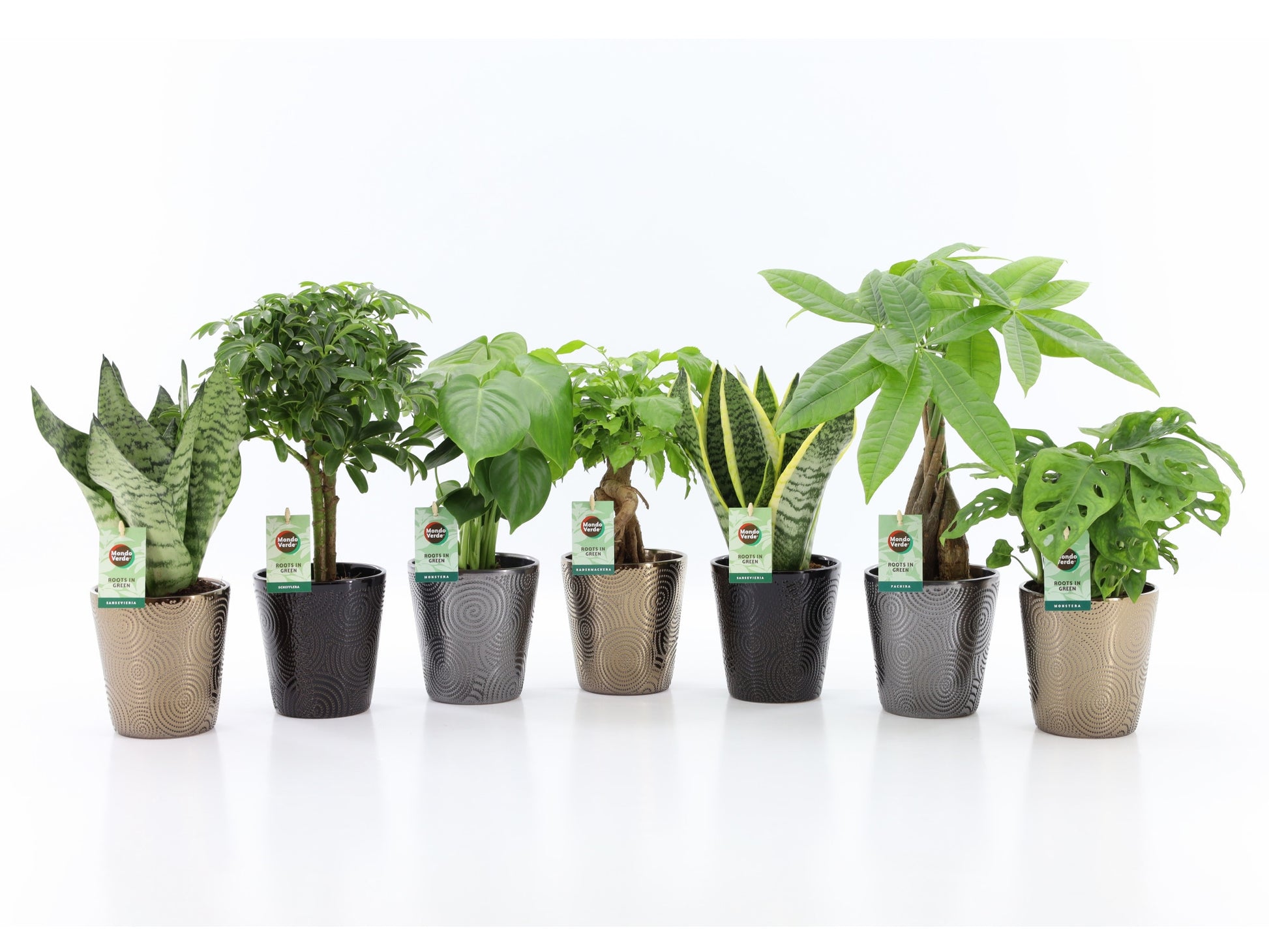 Foliage houseplants mix 35cm 13cm Pot