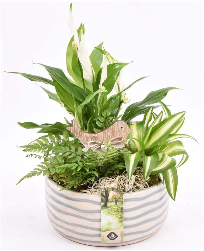 Indoor arrangement 18cm Pot