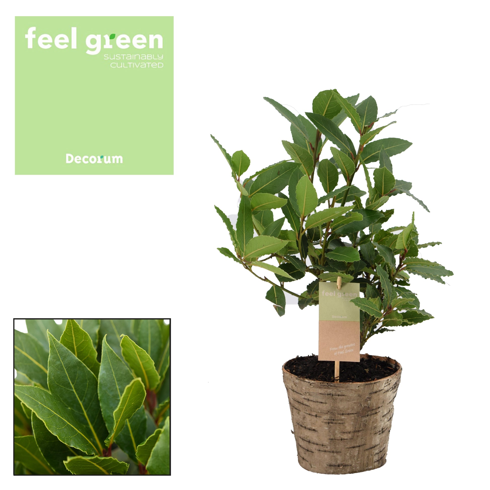 Laurus nobilis 40cm 14cm Pot