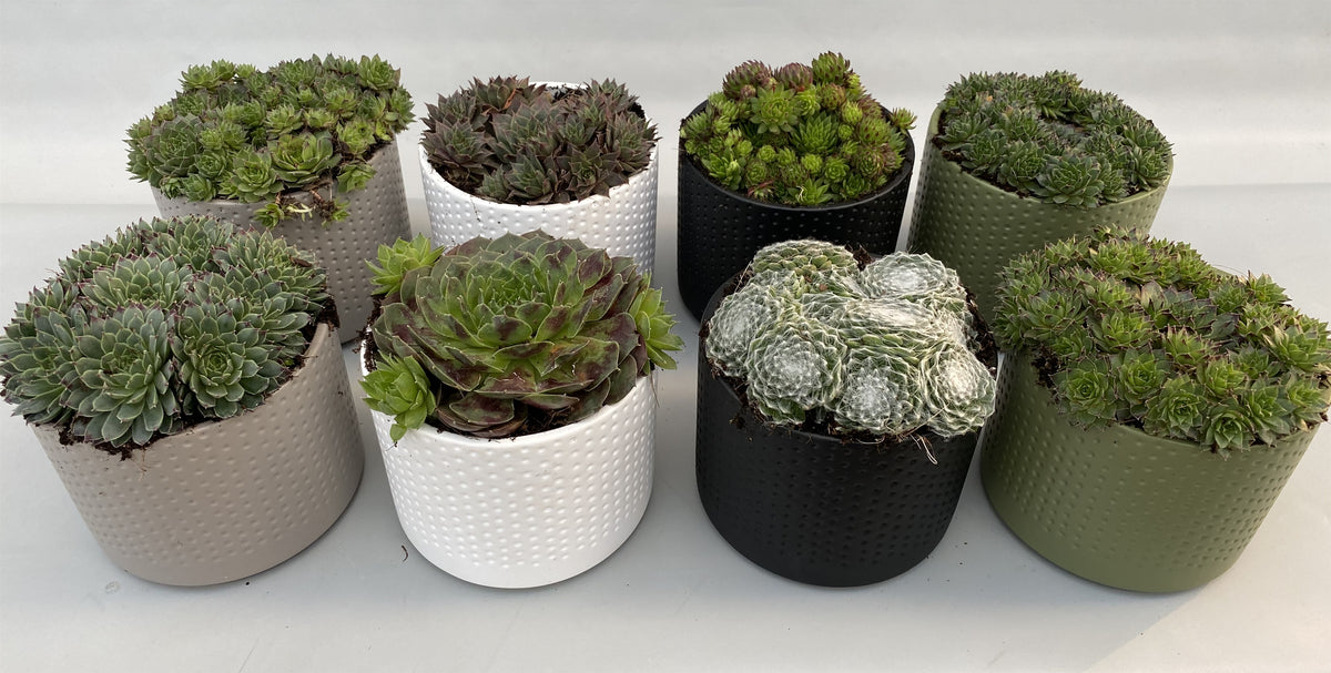 Sempervivum mix 5cm 14cm Pot