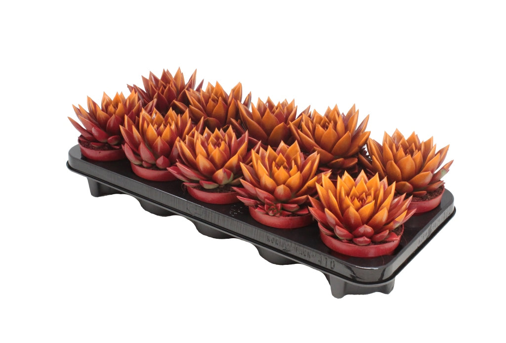 Echeveria Miranda 13cm 10.5cm Pot