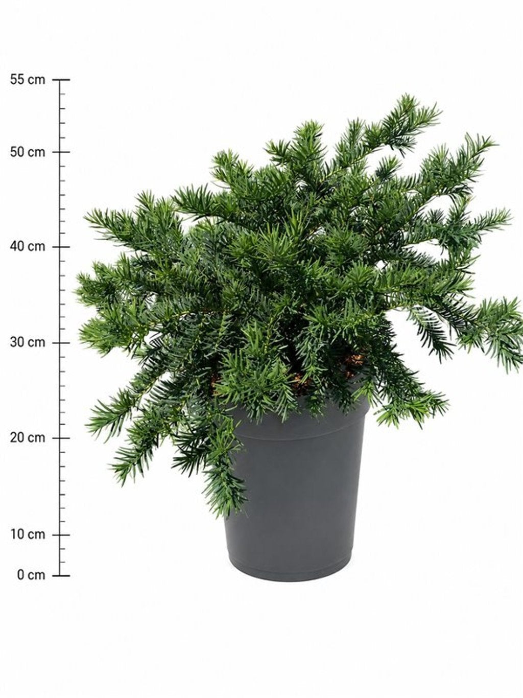 Taxus Repandens 55cm 32cm Pot