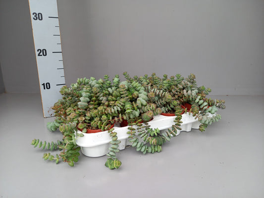 Crassula marnieriana 12cm 9cm Pot