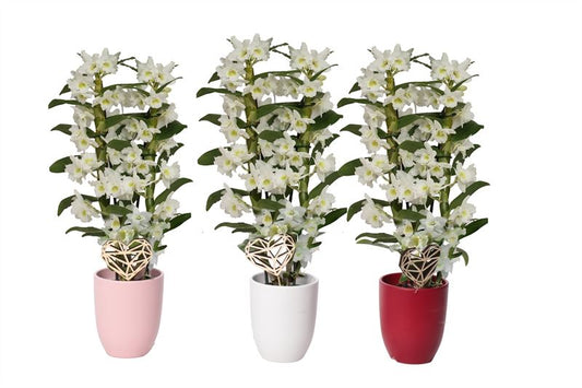 Dendrobium Apollon 50cm 12cm Pot