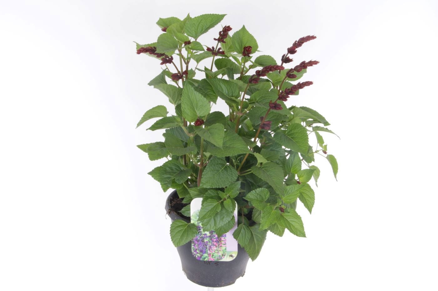 Salvia officinalis 60cm 23cm Pot