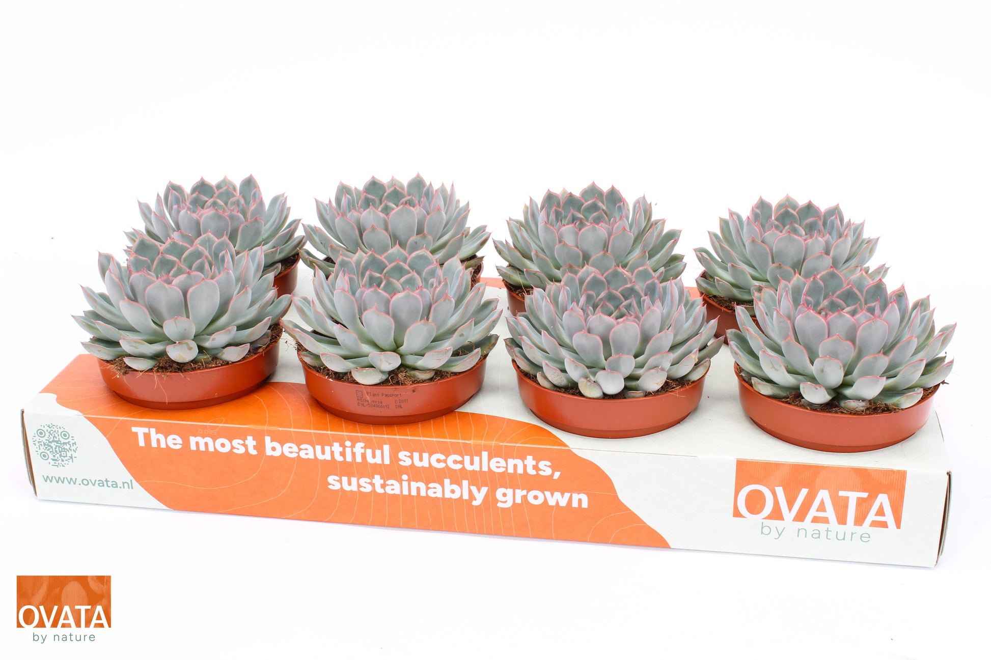Echeveria Ocean Pearl 15cm 12cm Pot