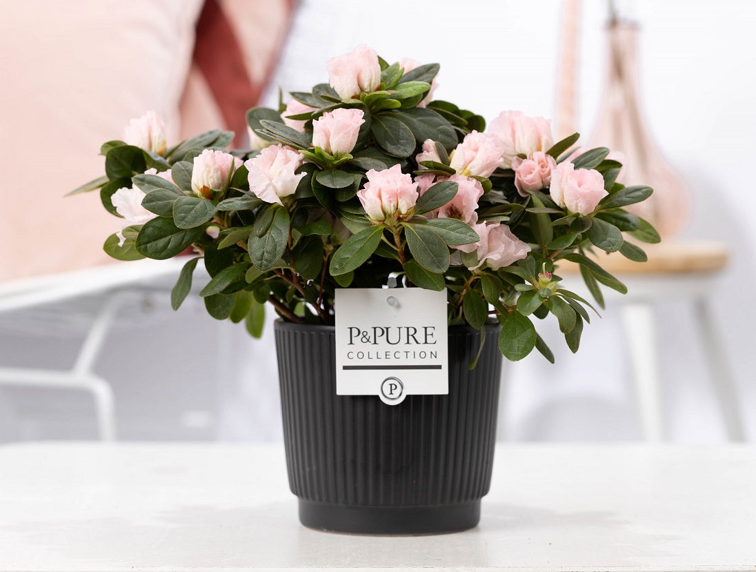 Rhododendron Terra Nova 25cm 12cm Pot
