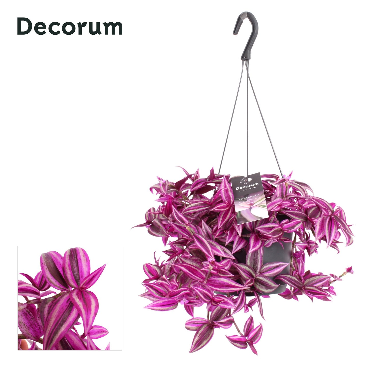 Tradescantia Pink Paradise 30cm 17cm Pot