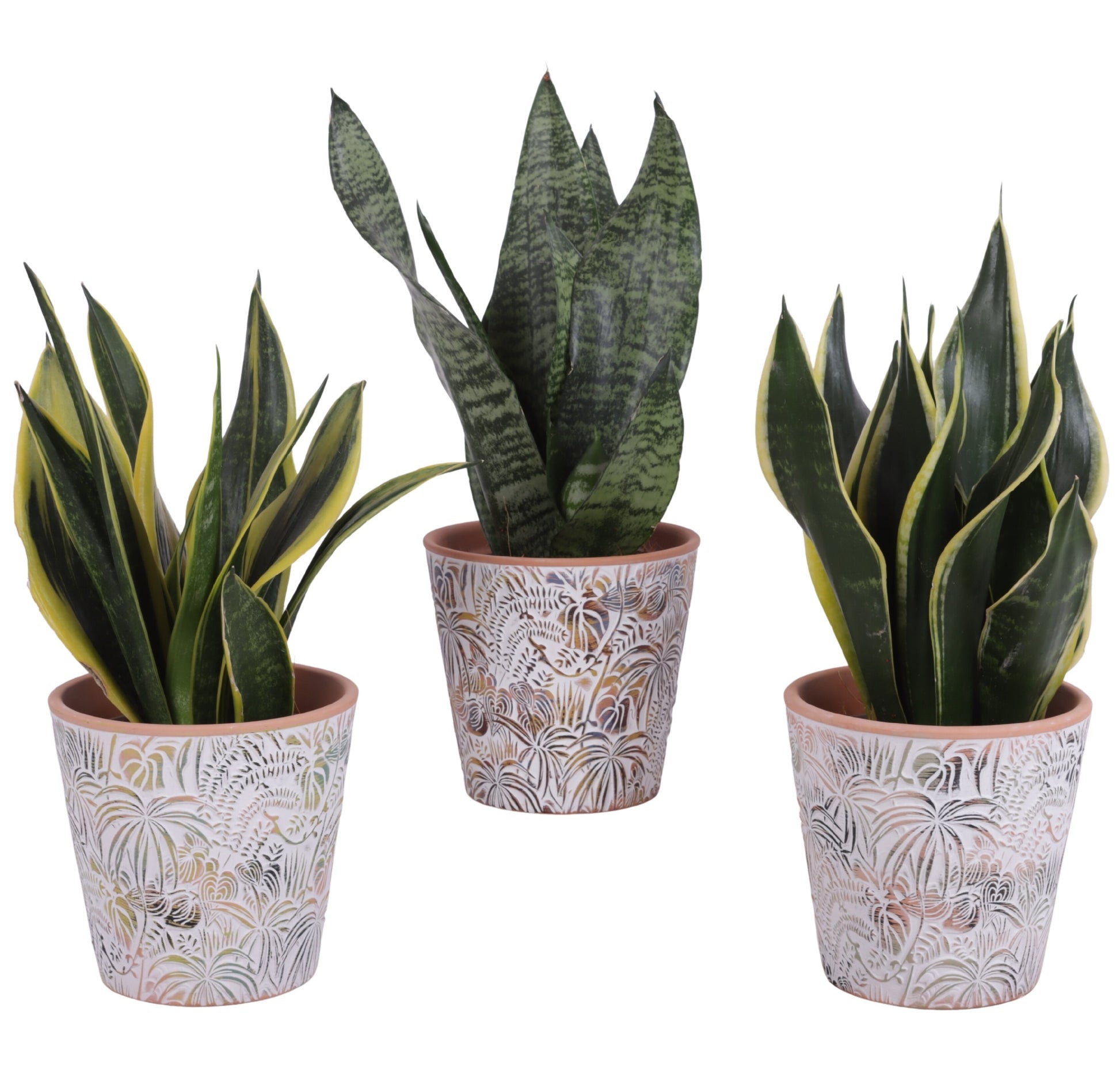 Sansevieria trifasciata 35cm 14cm Pot