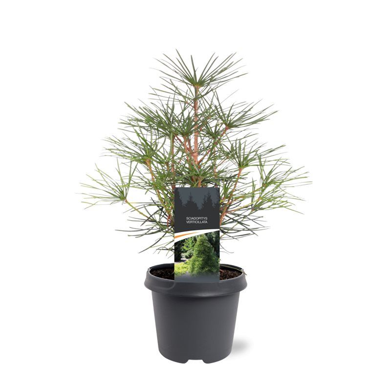 Sciadopitys verticillata 45cm 23cm Pot