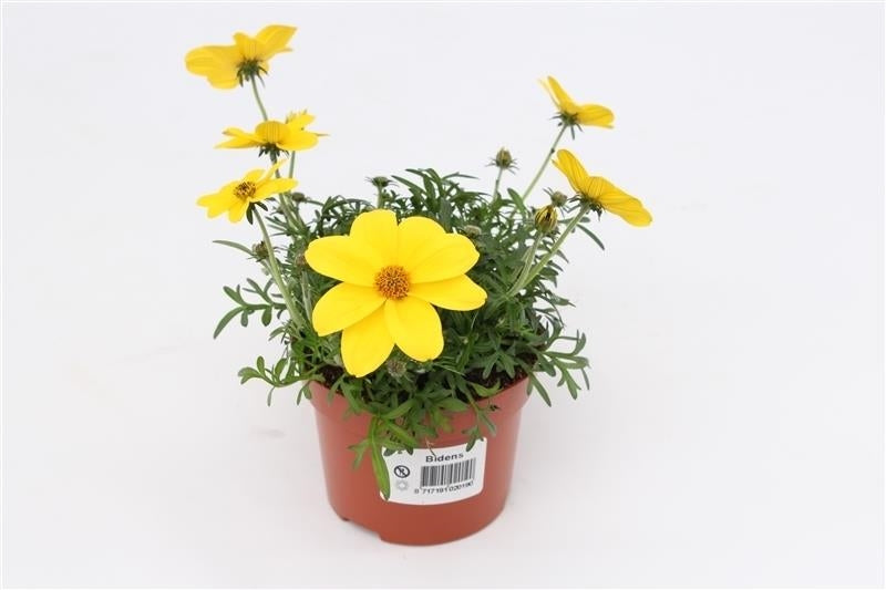 Bidens Hybrid 15cm 13cm Pot