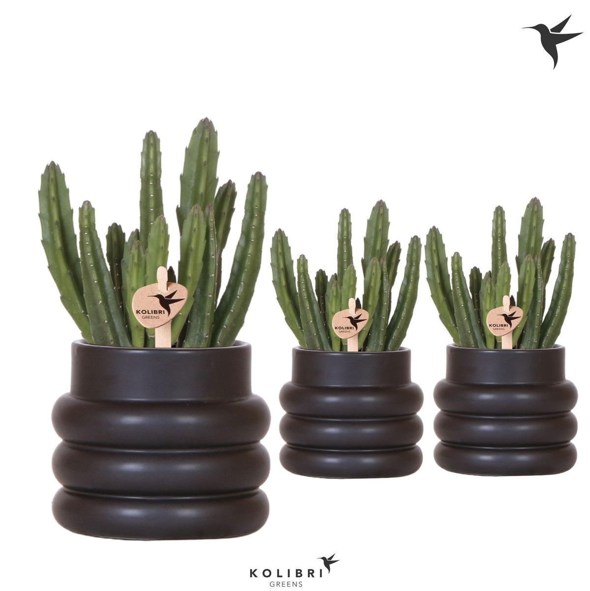 Stapelia leendertziae 24cm 9cm Pot