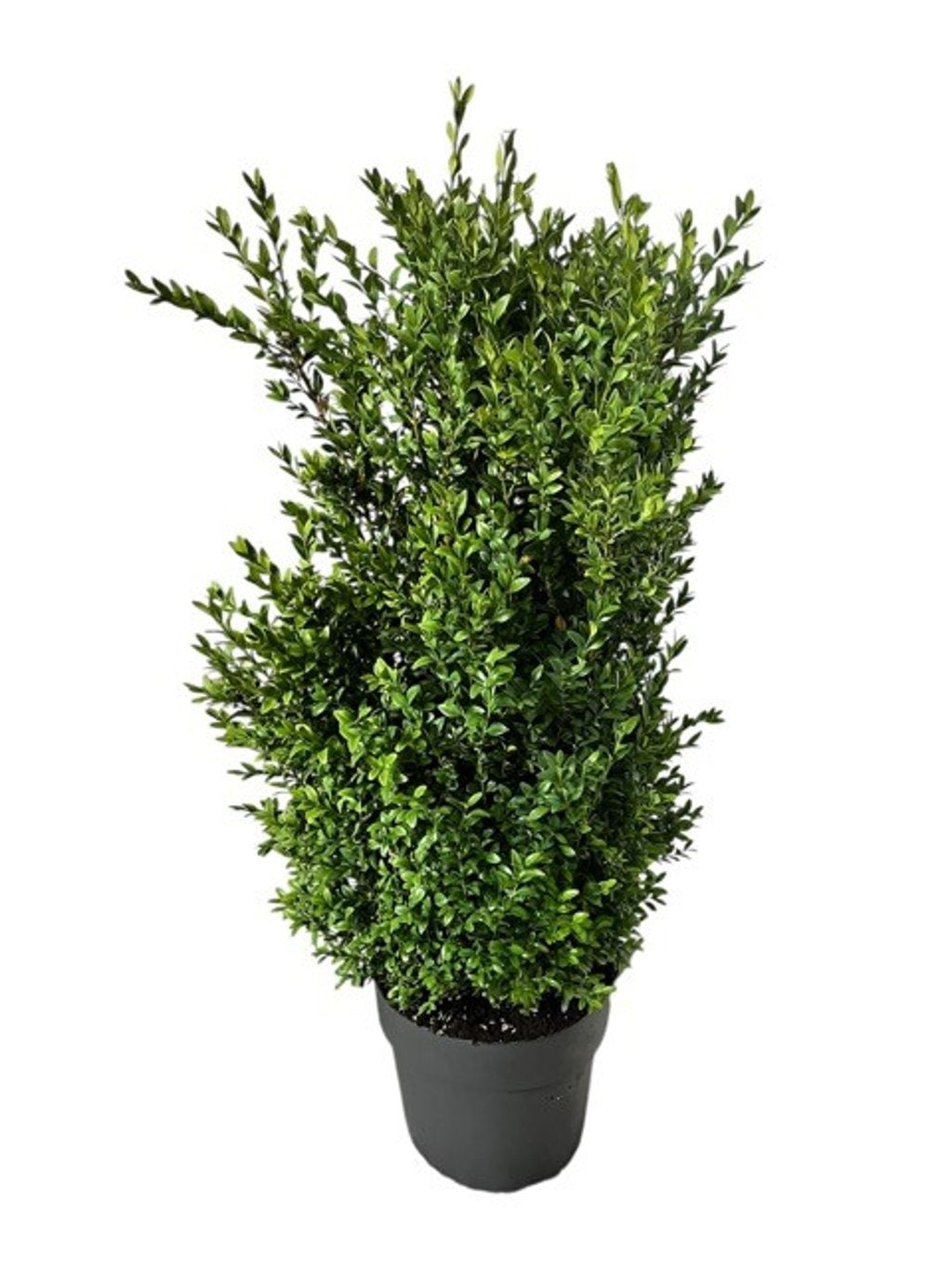 Buxus sempervirens ball 80cm 24cm Pot