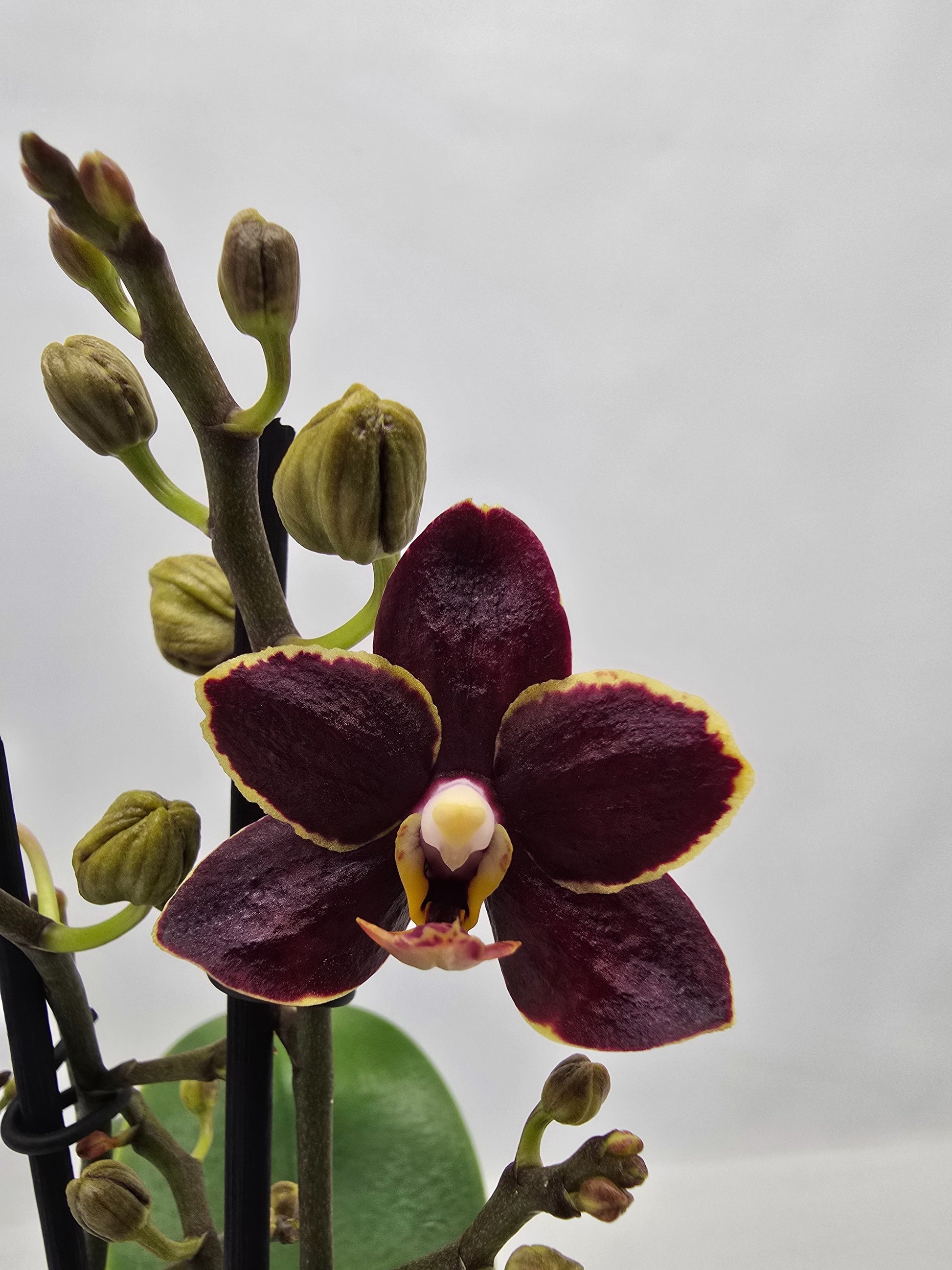 Phalaenopsis Hybrid 35cm 12cm Pot