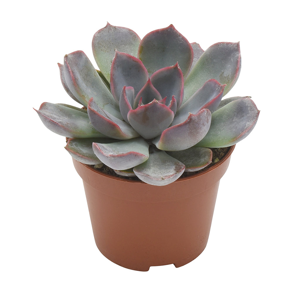 Echeveria Summer 8cm 6cm Pot