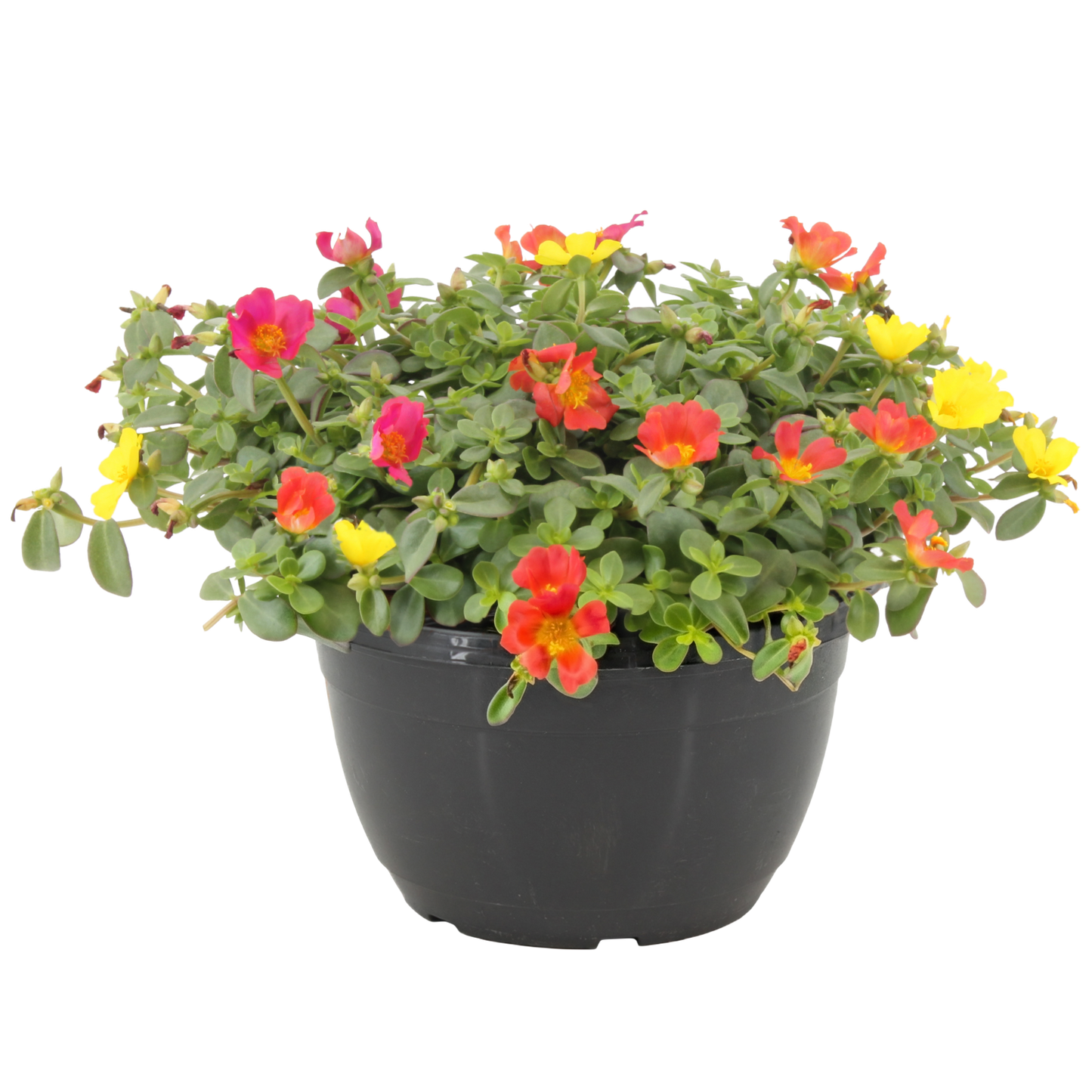 Portulaca carnaval 25cm 27cm Pot