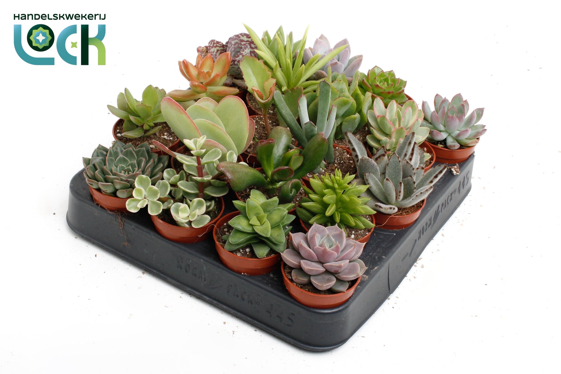 Succulenten mix 10cm 5.5cm Pot