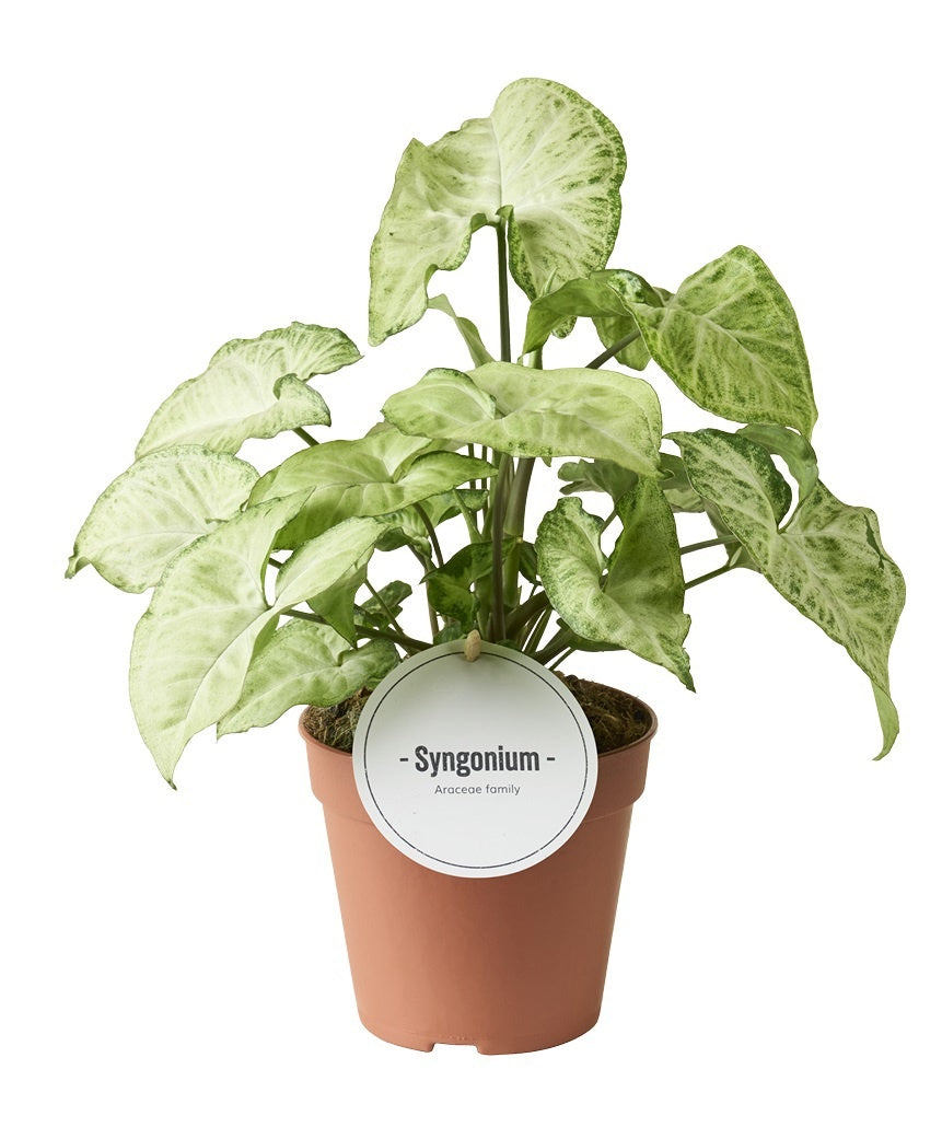 Syngonium Hybrid 30cm 12cm Pot