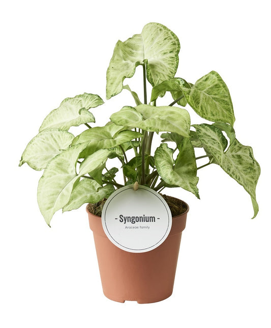 Syngonium Hybrid 30cm 12cm Pot