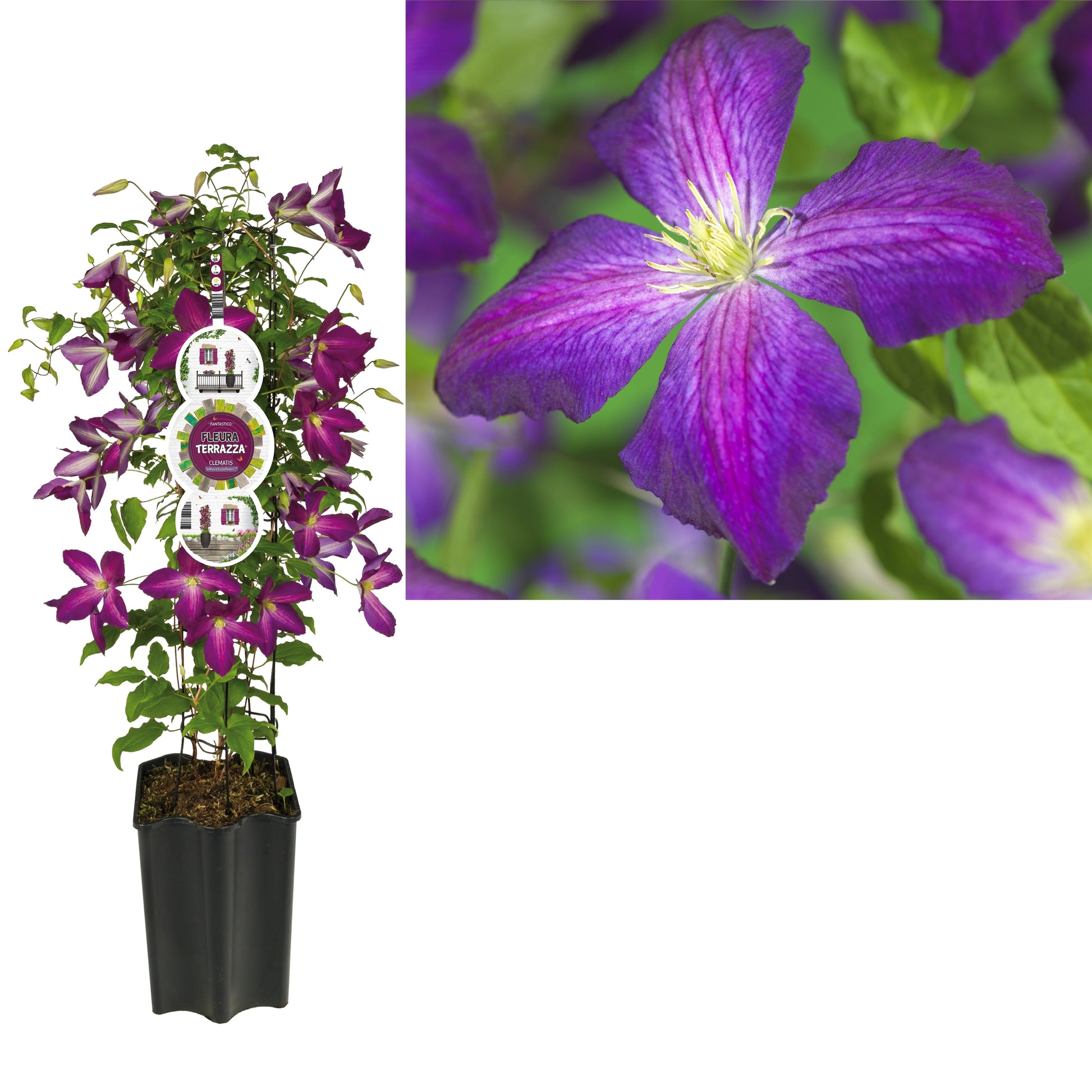 Clematis hybrid mix 75cm 19cm Pot