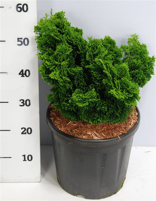 Chamaecyparis obtusa Nana Gracilis 60cm 38cm Pot
