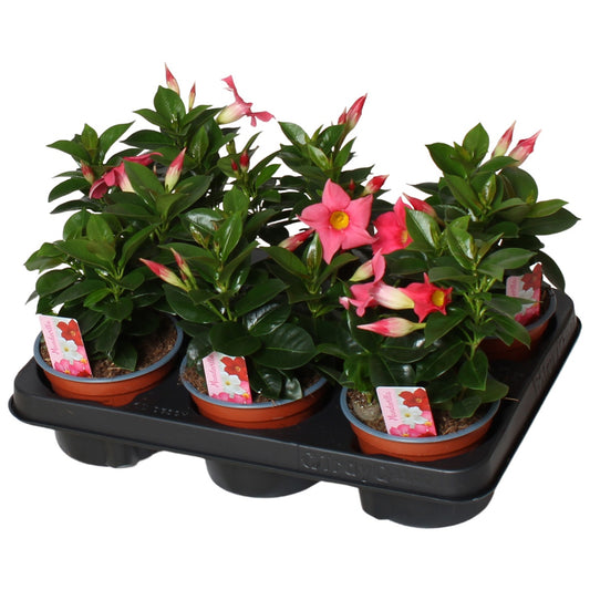 Mandevilla Rio Light Pink 20cm 12cm Pot