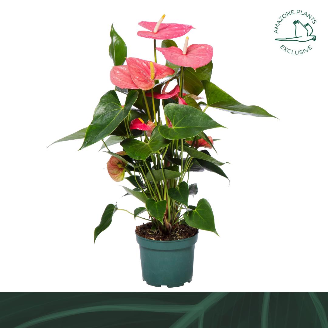 Amazoneplants BV Anthurium Colorado Pack of 6