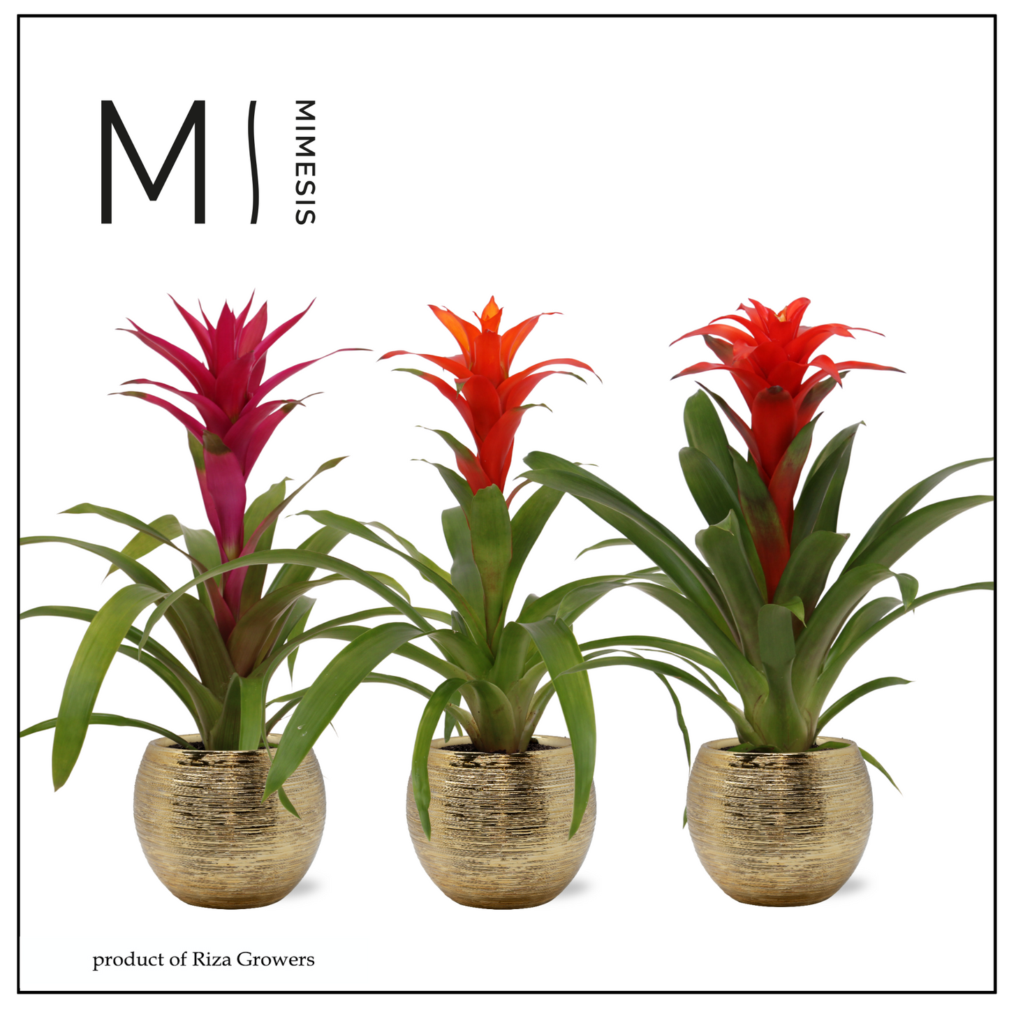 Guzmania mix 45cm 12cm Pot