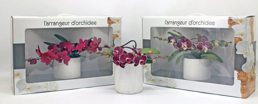 Phalaenopsis red 35cm 12cm Pot